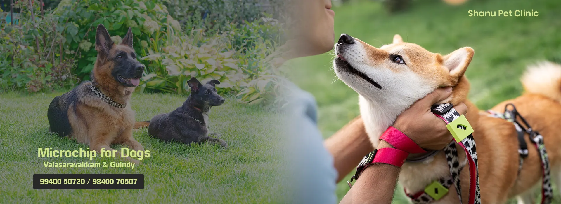 Microchip for Dogs in Valasaravakkam and Guindy